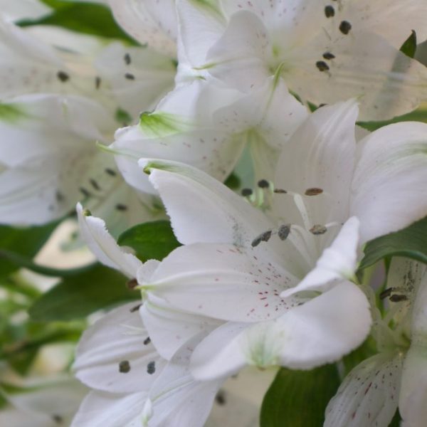 ALSTROEMERIA