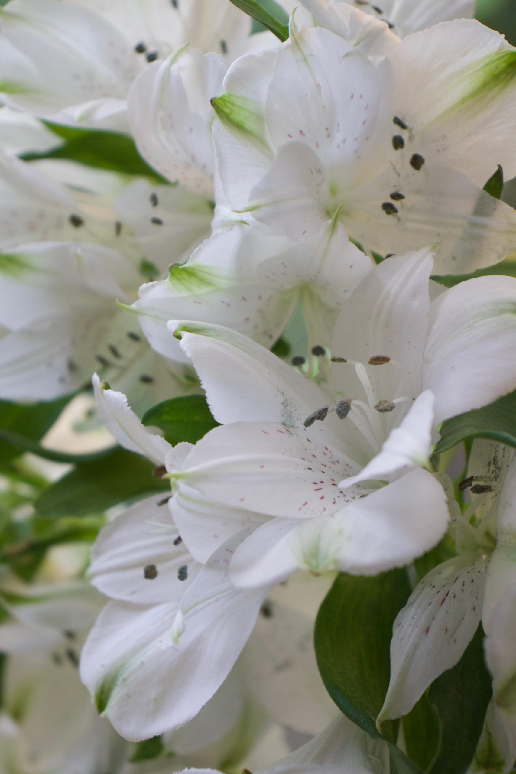 Flowers and Flower Care