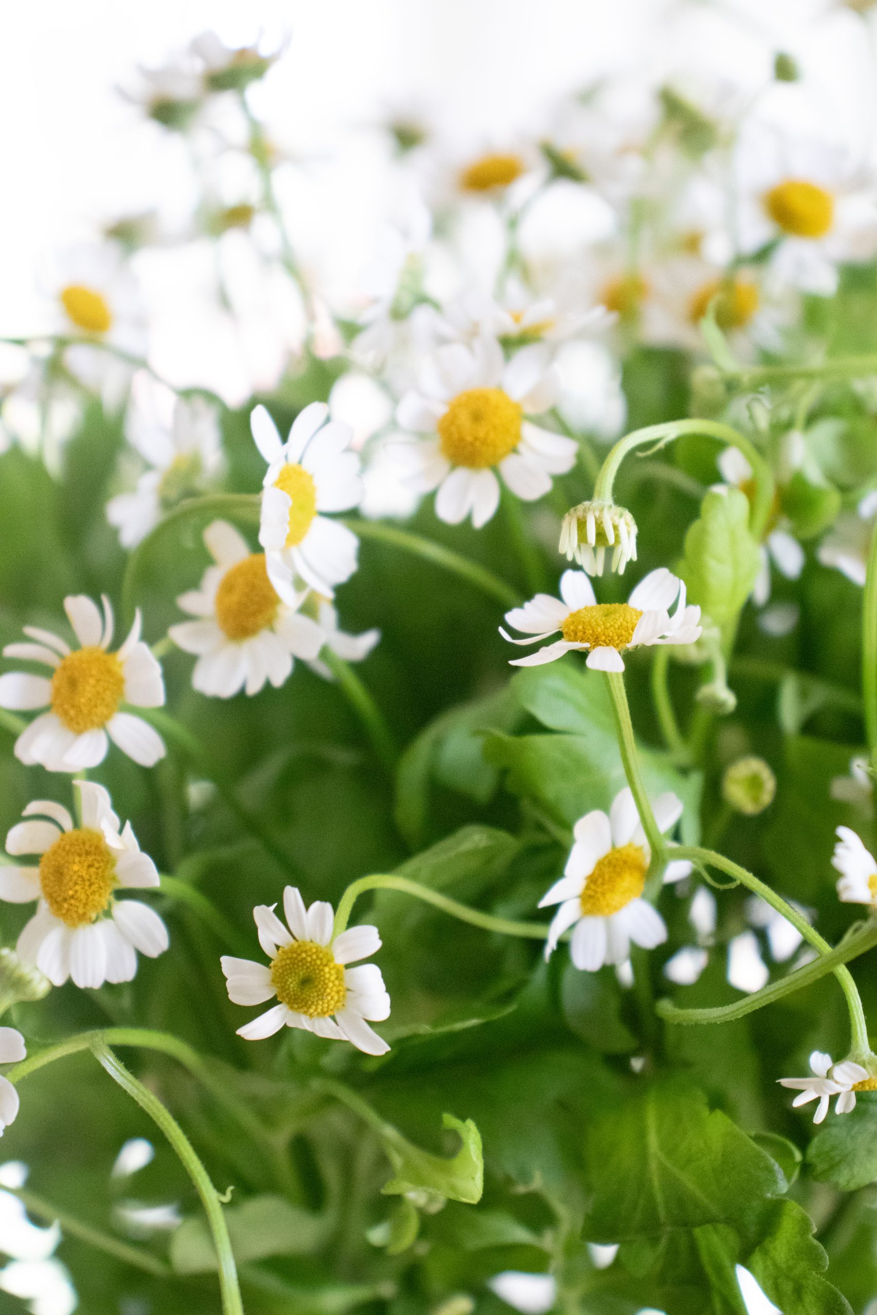 Flowers and Flower Care