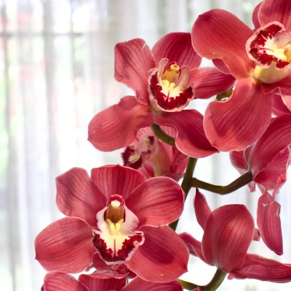 CYMBIDIUM ORCHIDS