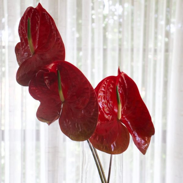 ANTHURIUM