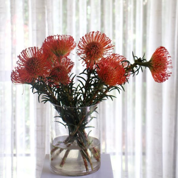 PROTEA LEUCADENDRON