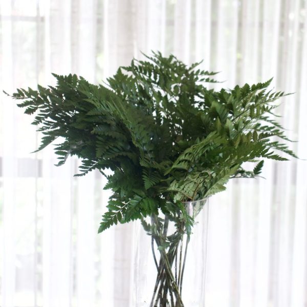 LEATHER FERN