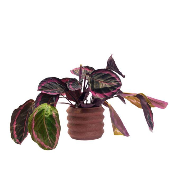 CALATHEA OMATA