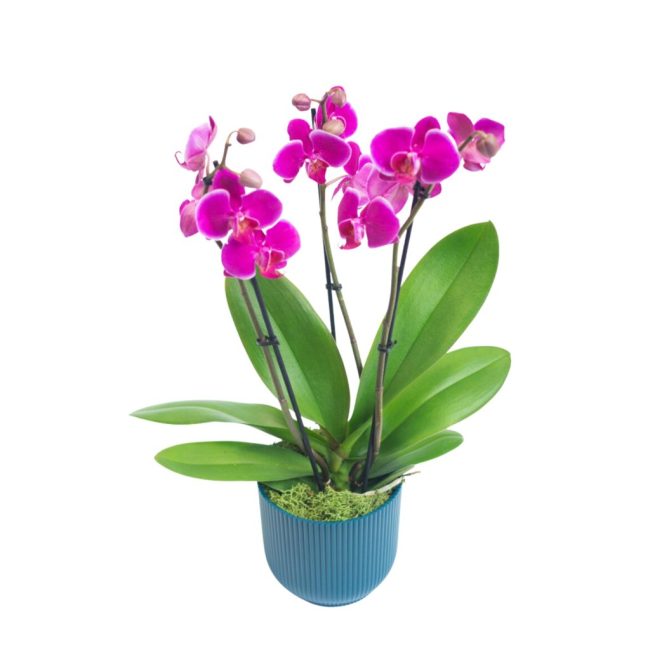 PHALAENOPSIS ORCHID